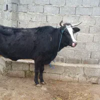 گاو و گوساله نر چالوسی