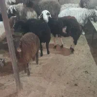 پخش گوسفند زنده شبانه روزی