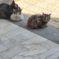 گربه dsh|گربه|رباط‌کریم, رباط‌کریم|دیوار