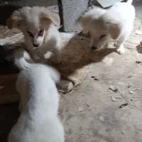 ۳  قلاده توله سگ