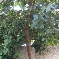 فروش آووکادو