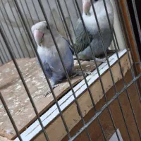 طوطی برزیلی سخنگو