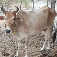 گاو ماده|حیوانات مزرعه|سندرک, |دیوار