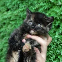 اسکاتیش تخفیفی|گربه|یزد, |دیوار