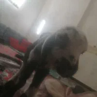 بره شیری درشت|حیوانات مزرعه|فریدونشهر, |دیوار