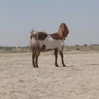 یک بز مری جوان شیری جملی زاه آبست به فروش میرسد