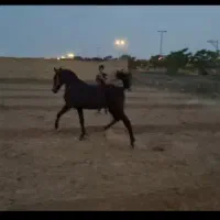 اسب مادیان مشکی کره شبدیز رسول محمدی