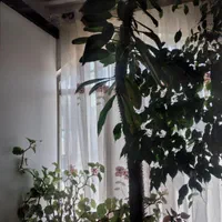 گاستون بزرگ