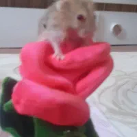 همستر کمپل|موش و خرگوش|تبریز, |دیوار