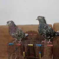 جفت سرور نرو ماده دره شهر