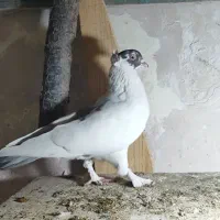 کبوتر|پرنده|سیرجان, |دیوار