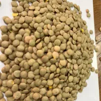 عدس روسی تخمه دور سفید بادام جهت فروش وانتی