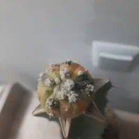 کاکتوس آستریاس ابلق|گل مصنوعی|یزد, |دیوار