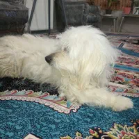 سگ فروشی|سگ|اردکان, |دیوار