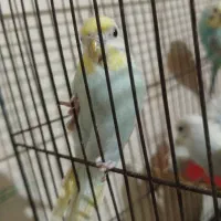 مرغ عشق|پرنده|اهواز, شهرک دانشگاه|دیوار