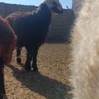 بره قوچی .قوچ.بز.کهره|حیوانات مزرعه|حسن آباد, |دیوار