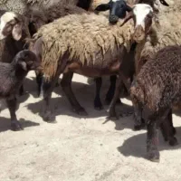 گوسفنده داشتی