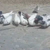 کبوتر