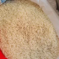 برنج امساله رسید، فجر سوزنی گرگان، هاشمی، دم سیاه|خوردنی و آشامیدنی|اسلام‌شهر, شهرک قائمیه|دیوار