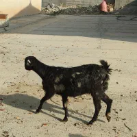 بز دوقلو زا نژاد دار یکماه ابستن|حیوانات مزرعه|ایلام, |دیوار