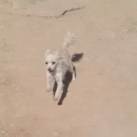 سگ خارجی پاپی|سگ|لردگان, |دیوار