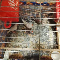 هشت عدد فنچ با قفس