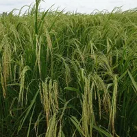 فروش زمین شالیزاری|فروش دفتر صنعتی، کشاورزی، تجاری|ساری, |دیوار