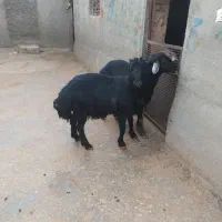 شیشک قوچ و بره قوچ قره قزل