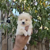 حیوانات خانگی|سگ|صدرا-فارس, فاز ۱|دیوار