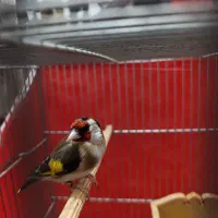 ماده سهره بهاره