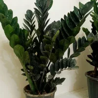 زاموفیلیا سیاه/هدیه