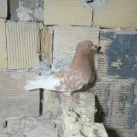 کفتر کله زرد کاکلی ماده