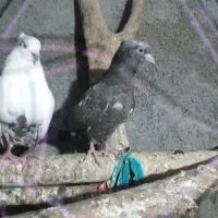 نر سرته با دوتا جونه کله ای