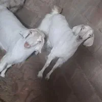 بز چاق بانری بخته