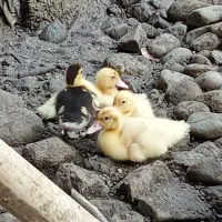 جوجه   اردک    اسرائیلی