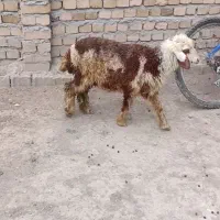 یک راس بره ماده پلنگی اصل جنس