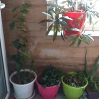 گل وگلدان همه باهم ۱۵۰۰تومان