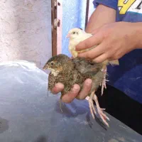 بلدرچین