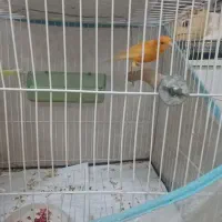 قناری نر ردفاکتور