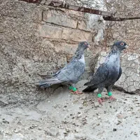 کبوتر