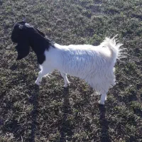 بزغاله نژدی نر تا سه قل