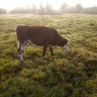 تلیسه سیمینتا ل|حیوانات مزرعه|خشکبیجار, |دیوار