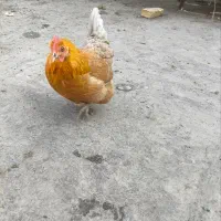 مرغ|حیوانات مزرعه|مشهد, شریف|دیوار