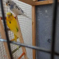 مرغ عشق|پرنده|ایلام, |دیوار