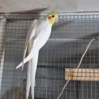 عروس هلندی لوتینو مولد|پرنده|نی‌ریز, |دیوار