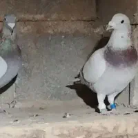 فروش کبوتر رنگی و پلاکی