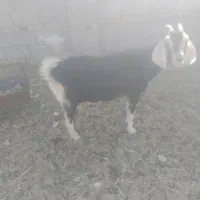 بزدورگ سانن