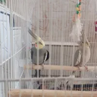 عروس هلندی نر ماده تخم گذار