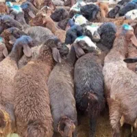 شیشک بره کشتنی (روستایی و محلی )|حیوانات مزرعه|قم, میرزائیه|دیوار