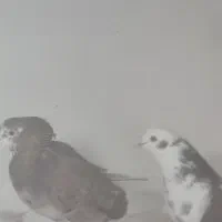 کبوتر فروشی|پرنده|پیرانشهر, |دیوار